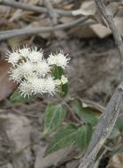 صورة Ageratina lemmonii (B. L. Rob.) R. King & H. Rob.