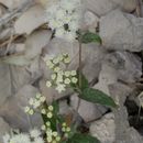 Ageratina lemmonii (B. L. Rob.) R. King & H. Rob. resmi