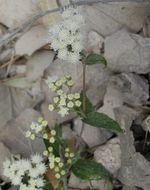 صورة Ageratina lemmonii (B. L. Rob.) R. King & H. Rob.