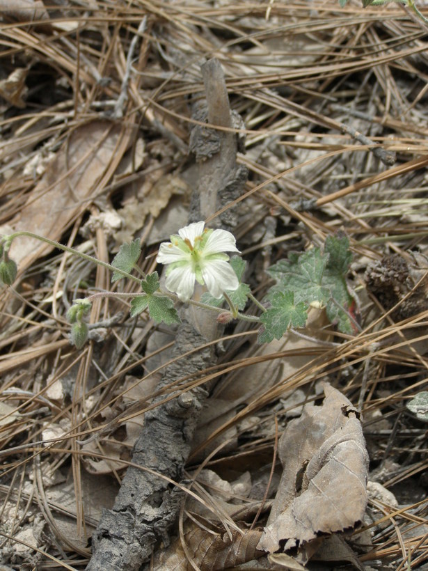 Image of Huachuca Mountain geranium