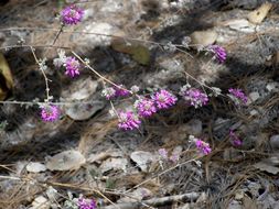 Image of oakwoods prairie clover