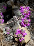 Image of oakwoods prairie clover