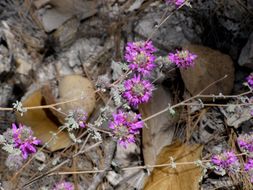 Image of oakwoods prairie clover