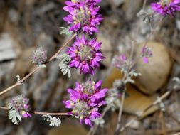 Image of oakwoods prairie clover