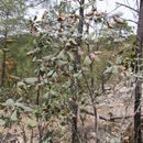 Image of Quercus tarahumara Spellenb., J. D. Bacon & Breedlove