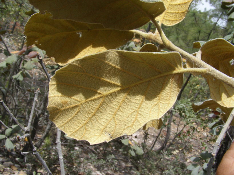 Image of Quercus tarahumara Spellenb., J. D. Bacon & Breedlove