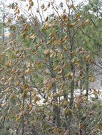 Image of Quercus tarahumara Spellenb., J. D. Bacon & Breedlove