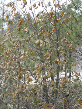 Image of Quercus tarahumara Spellenb., J. D. Bacon & Breedlove