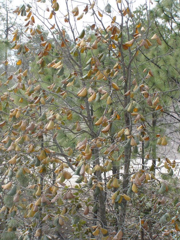 Image of Quercus tarahumara Spellenb., J. D. Bacon & Breedlove