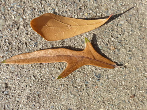 Image of Water Oak