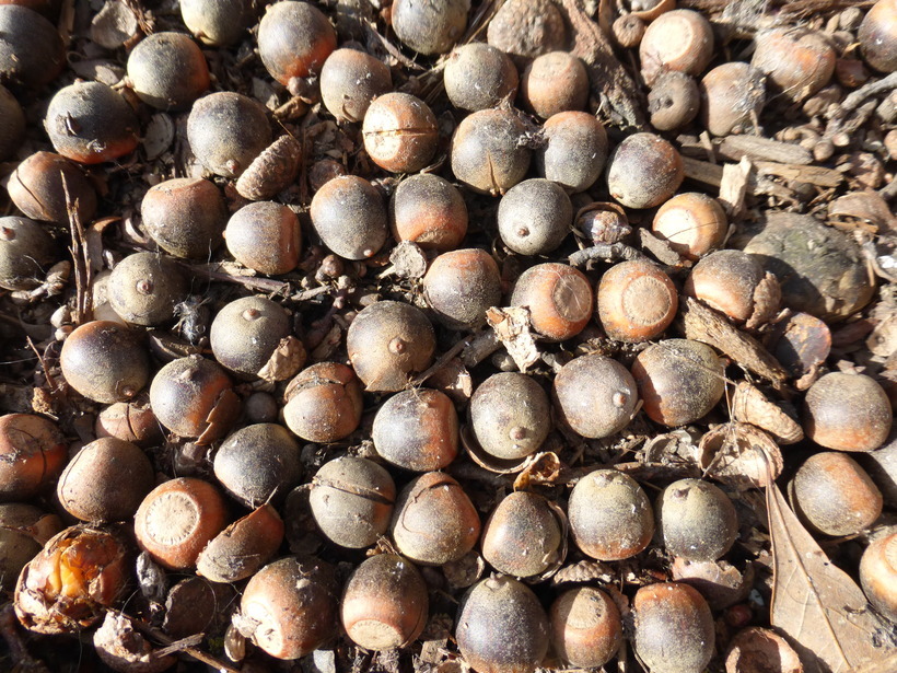 Image of Water Oak