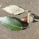 Image of Quercus ilex L.