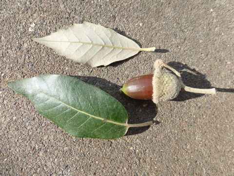 Image de Quercus ilex L.