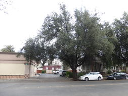 Image of Holm Oak