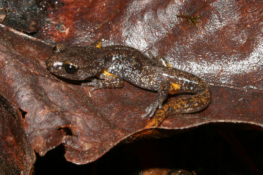 Image of Common Ensatina