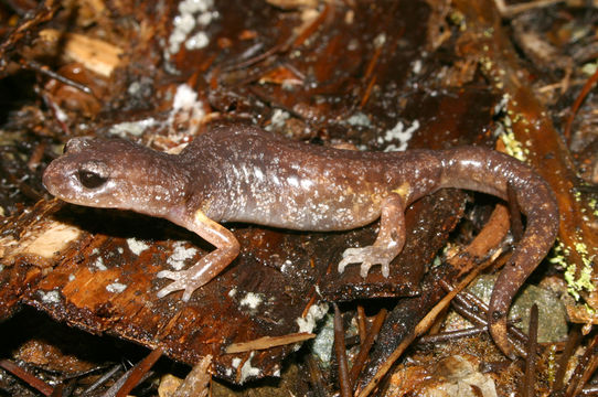 Image de Ensatina eschscholtzii Gray 1850