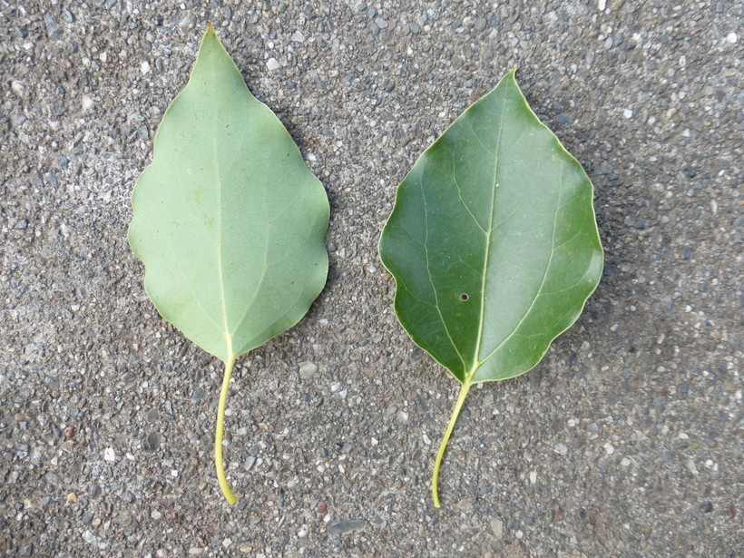 Image of Camphor laurel