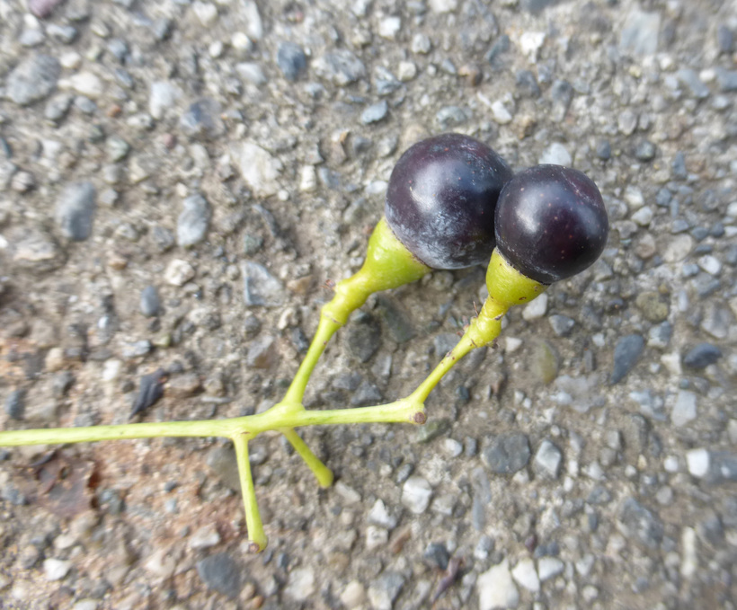 Image of Camphor laurel