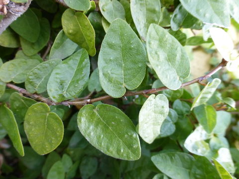 Imagem de Ficus pumila L.