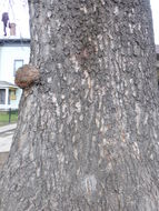 Слика од Paulownia tomentosa (Thunb.) Steud.