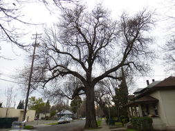 Слика од Paulownia tomentosa (Thunb.) Steud.