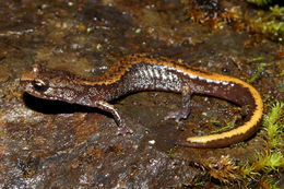 Image of Larch Mountain salamander