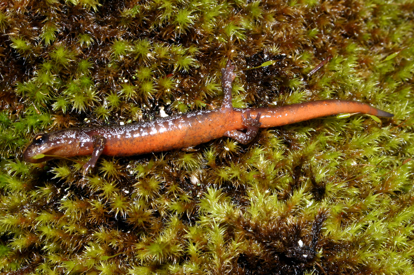 Image of Larch Mountain salamander