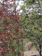 Image of Quercus tarahumara Spellenb., J. D. Bacon & Breedlove