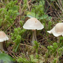 Image of <i>Clitocybe dealbata</i>