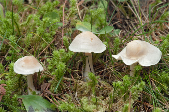 صورة <i>Clitocybe dealbata</i>