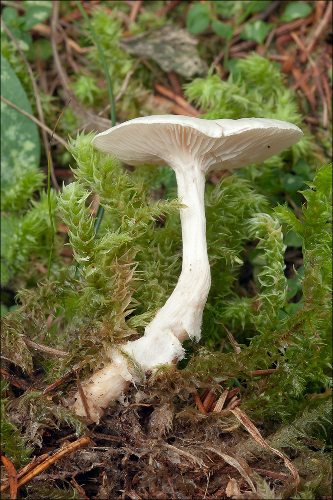 صورة <i>Clitocybe dealbata</i>