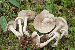 صورة <i>Clitocybe dealbata</i>