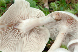 صورة <i>Clitocybe dealbata</i>