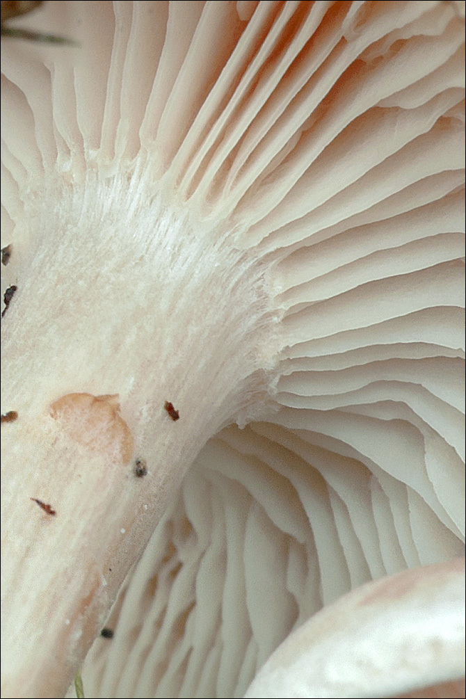 صورة <i>Clitocybe dealbata</i>