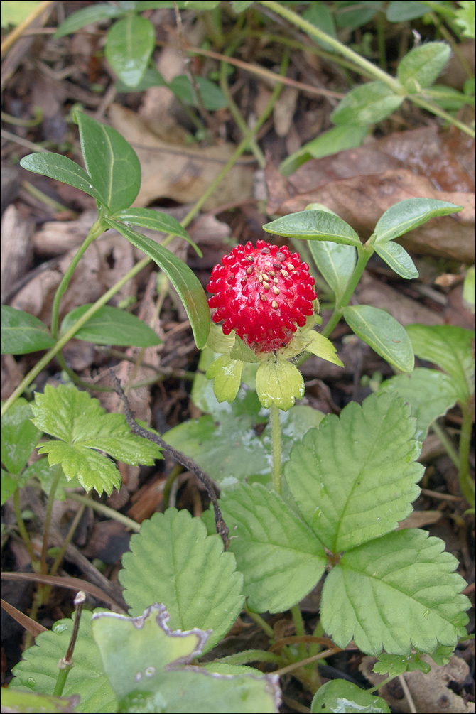 صورة <i>Duchesnea indica</i>