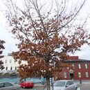 Image of Pin Oak