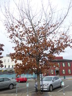 Image of Pin Oak