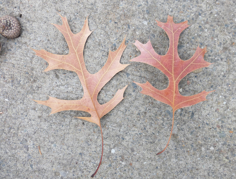 Image of Pin Oak