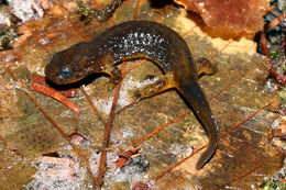 Image of Olympic Torrent Salamander