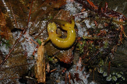 Image of Olympic Torrent Salamander