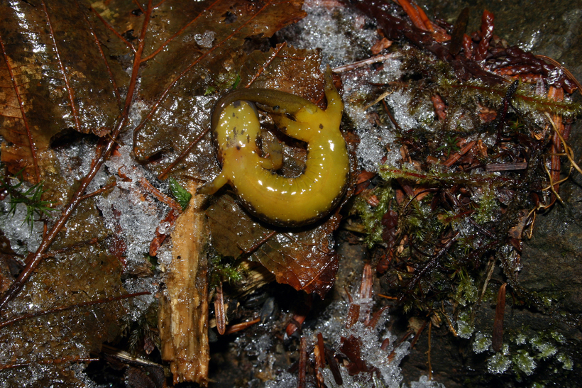 Image of Olympic Torrent Salamander