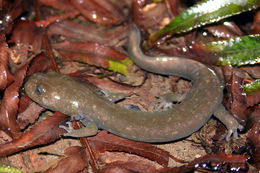 Image of Cope's Giant Salamander