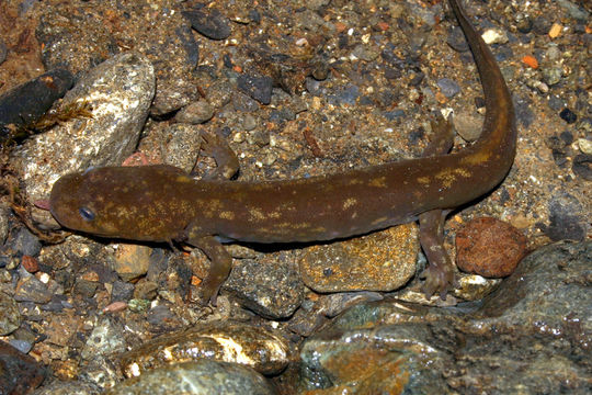 Image of Cope's Giant Salamander