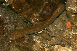 Image of Cope's Giant Salamander