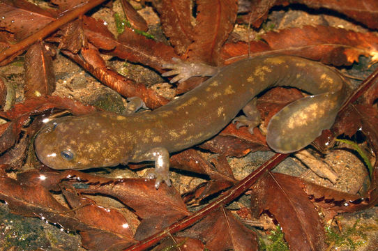 Image of Cope's Giant Salamander