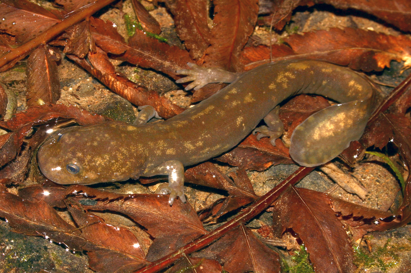 Image of Cope's Giant Salamander