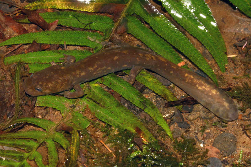 Image of Cope's Giant Salamander