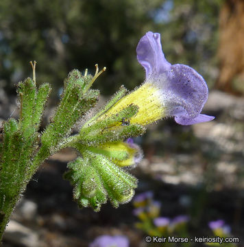 Image of Fremont's phacelia