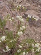 Image of pineneedle milkweed