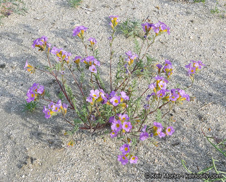 Image of twocolor phacelia